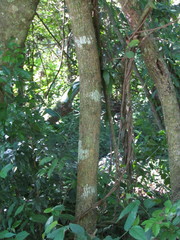 Celtis brasiliensis