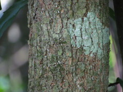 Celtis brasiliensis