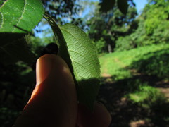 Celtis brasiliensis
