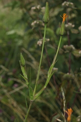 Tragopogon orientalis