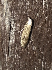 Aphomia terrenella