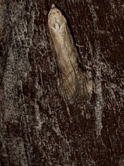 Aphomia terrenella