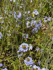 Scaevola crassifolia