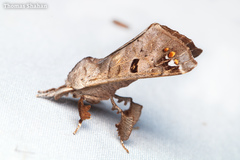 Pantelodes satellitia