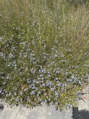 Scaevola crassifolia