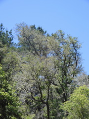 Nothofagus glauca