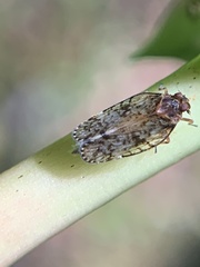 Notocixius