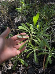 Borrichia arborescens