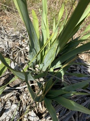 Yucca pallida