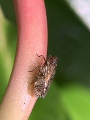Notocixius