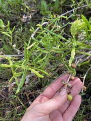Borrichia arborescens
