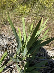 Yucca pallida