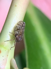 Notocixius