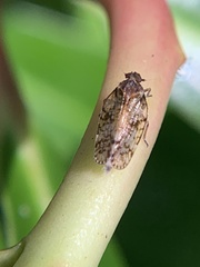 Notocixius