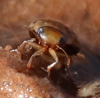 Laccophilus fasciatus terminalis
