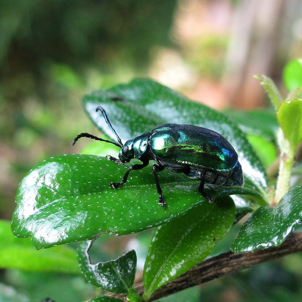 Periclitena cyanea