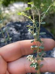 Euphorbia ogdenii