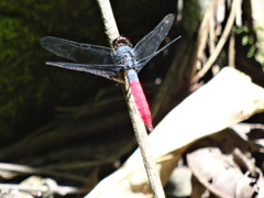 Orthetrum schneideri