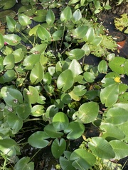 Nuphar japonica