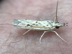 Fissicrambus quadrinotellus