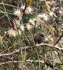 Hakea mitchellii