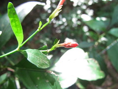 Ruellia angustiflora