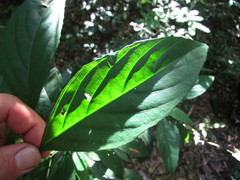 Ruellia angustiflora
