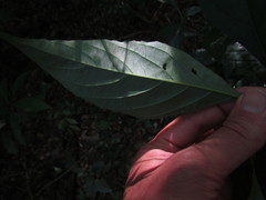 Ruellia angustiflora