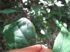 Ruellia angustiflora
