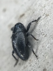 Tyloderma baridium
