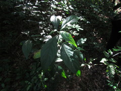 Ruellia angustiflora