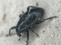Tyloderma baridium