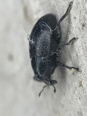 Tyloderma baridium
