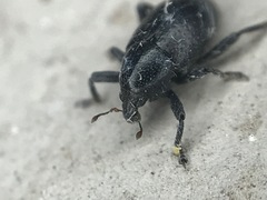 Tyloderma baridium