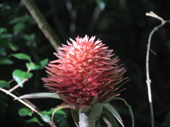 Ananas comosus bracteatus