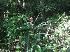 Ananas comosus bracteatus