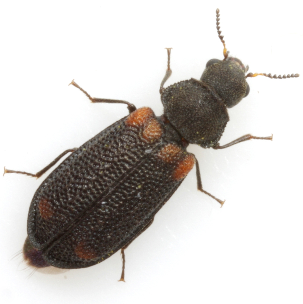 Red-shouldered Melyrid