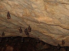 Hipposideros