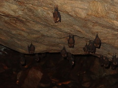 Hipposideros