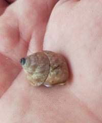 Rhynchotrochus macgillivrayi