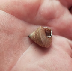 Rhynchotrochus macgillivrayi