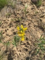 Thermopsis divaricarpa