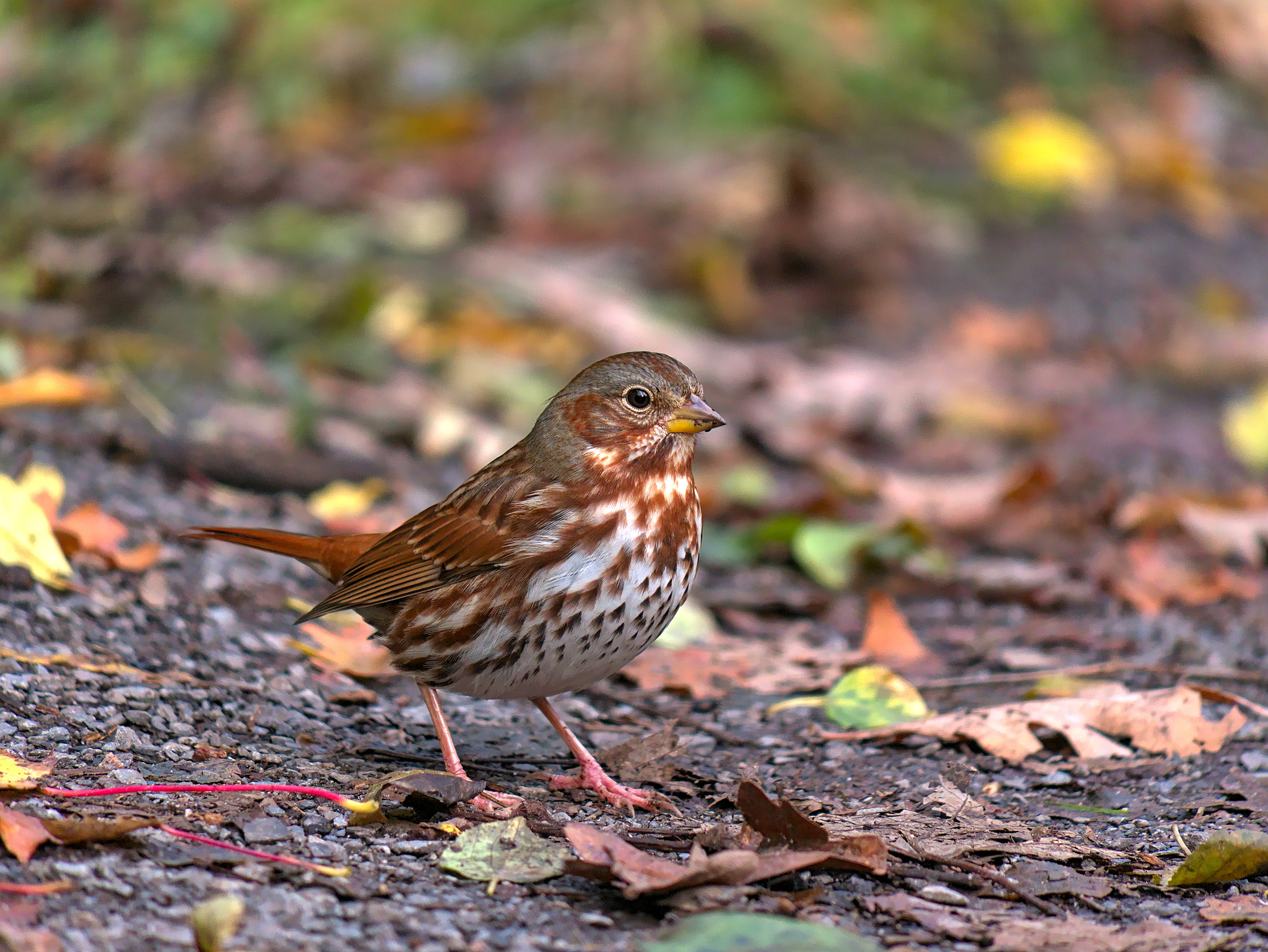 Fox Sparrow (Passerella iliaca)