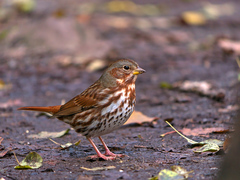 Fox Sparrow photo 5