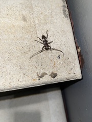 Enaphalodes taeniatus