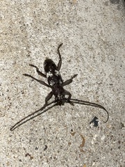 Enaphalodes taeniatus