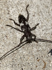 Enaphalodes taeniatus