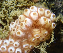 Botrylloides diegensis