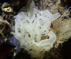 Clathrina