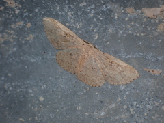 Perixera illepidaria